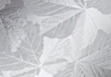 Sycamore